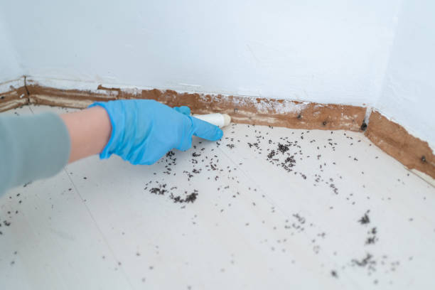 Best Termite Inspection and Treatment  in Woodlawn, VA